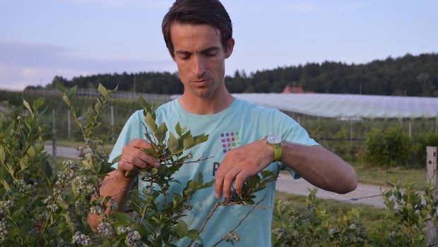 Simon Räss ist ein Tüftler wenn es um den Anbau von neuen Beeren geht. Die Herkömmlichen sind aber genau so wichtig, wie er sagt. (Bilder asa)
