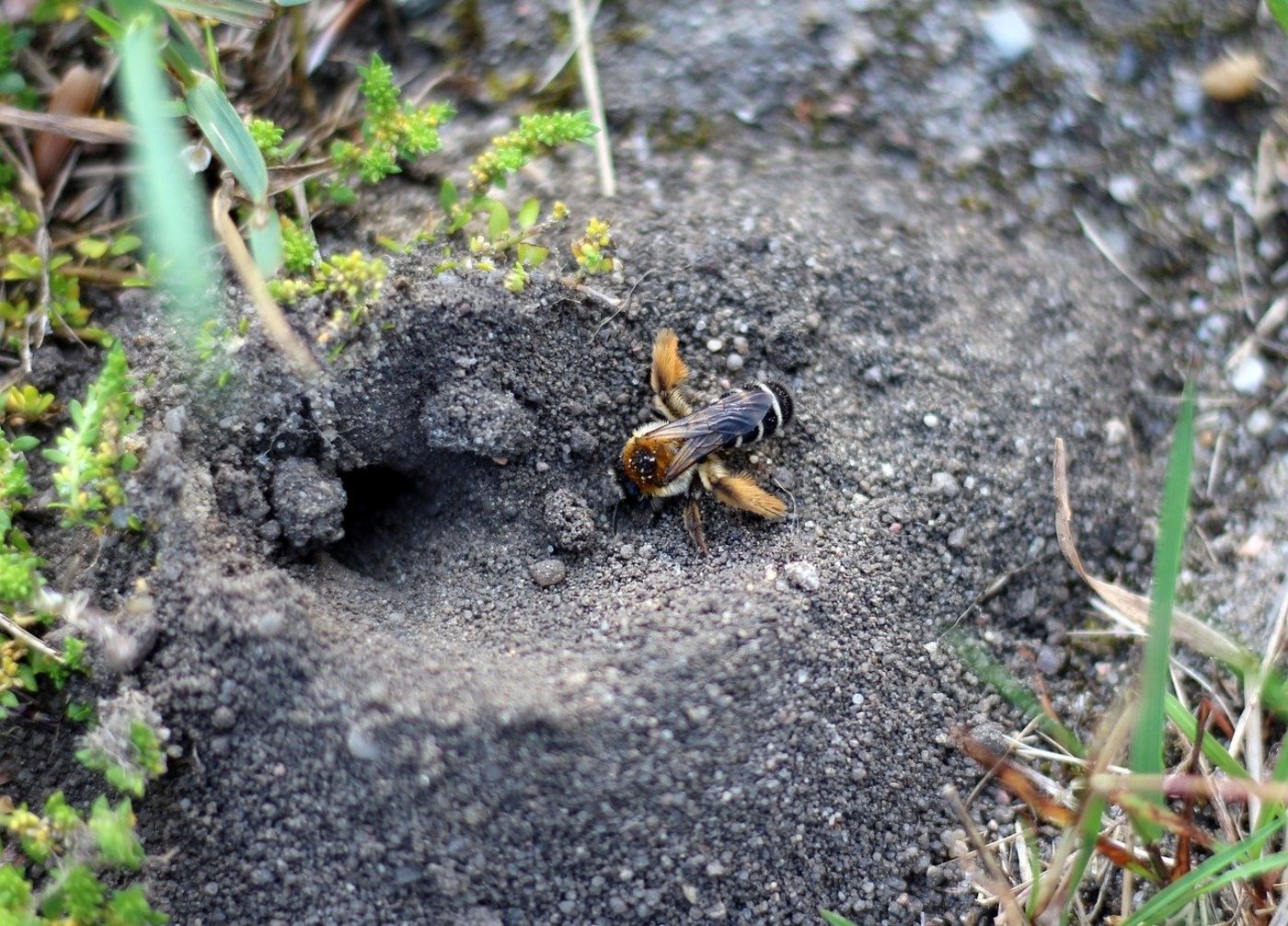 Sie sind vielgestaltig, umfassen viele Arten und sind für die Bestäubung von Nutz- und Wildpflanzen von grosser Wichtigkeit: Die Wildbienen. (Bild AxxLC/Pixabay) 