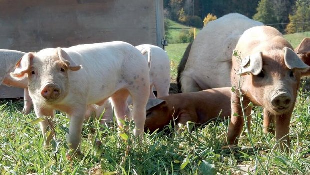 Vom Verhalten von Wildschweinen lassen sich laut FiBL einige Informationen für eine gelungene Haltung von Hausschweinen im Freiland ableiten. (Bild FiBL)