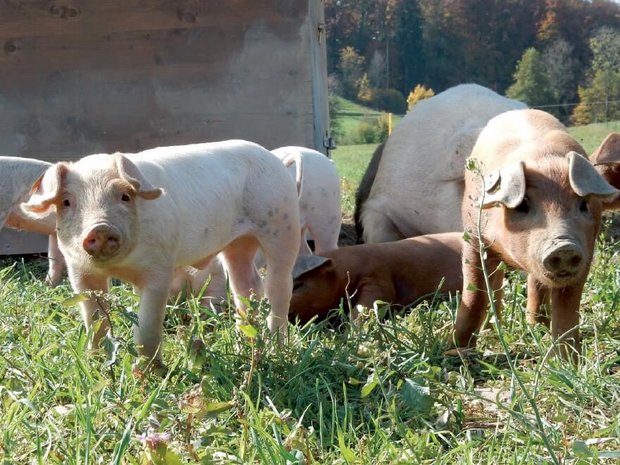 Vom Verhalten von Wildschweinen lassen sich laut FiBL einige Informationen für eine gelungene Haltung von Hausschweinen im Freiland ableiten. (Bild FiBL)