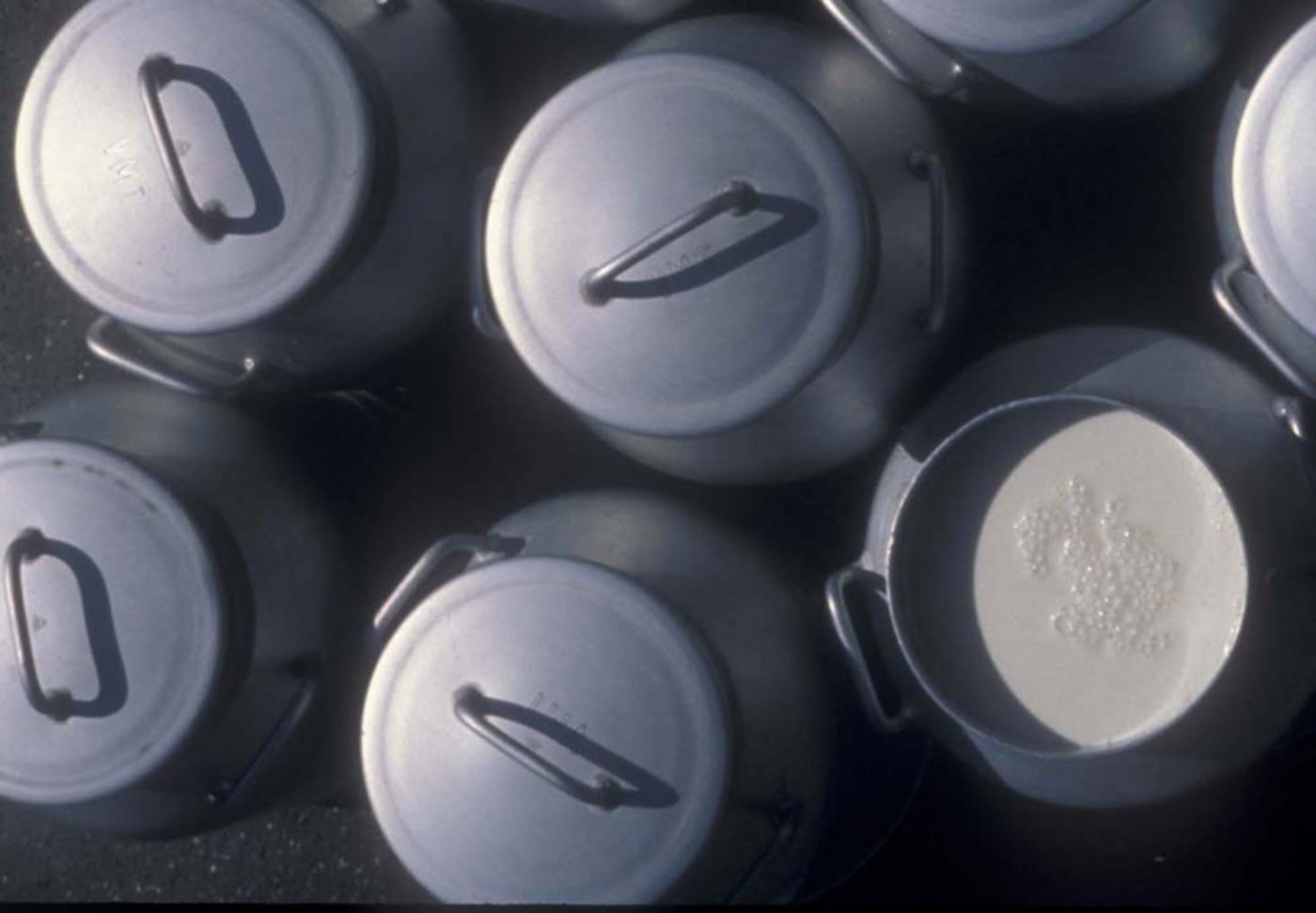 Im Juni haben die Schweizer Bauern 10'000 Tonnen weniger Milch produziert als im gleichen Vorjahresmonat. (Bild lid)