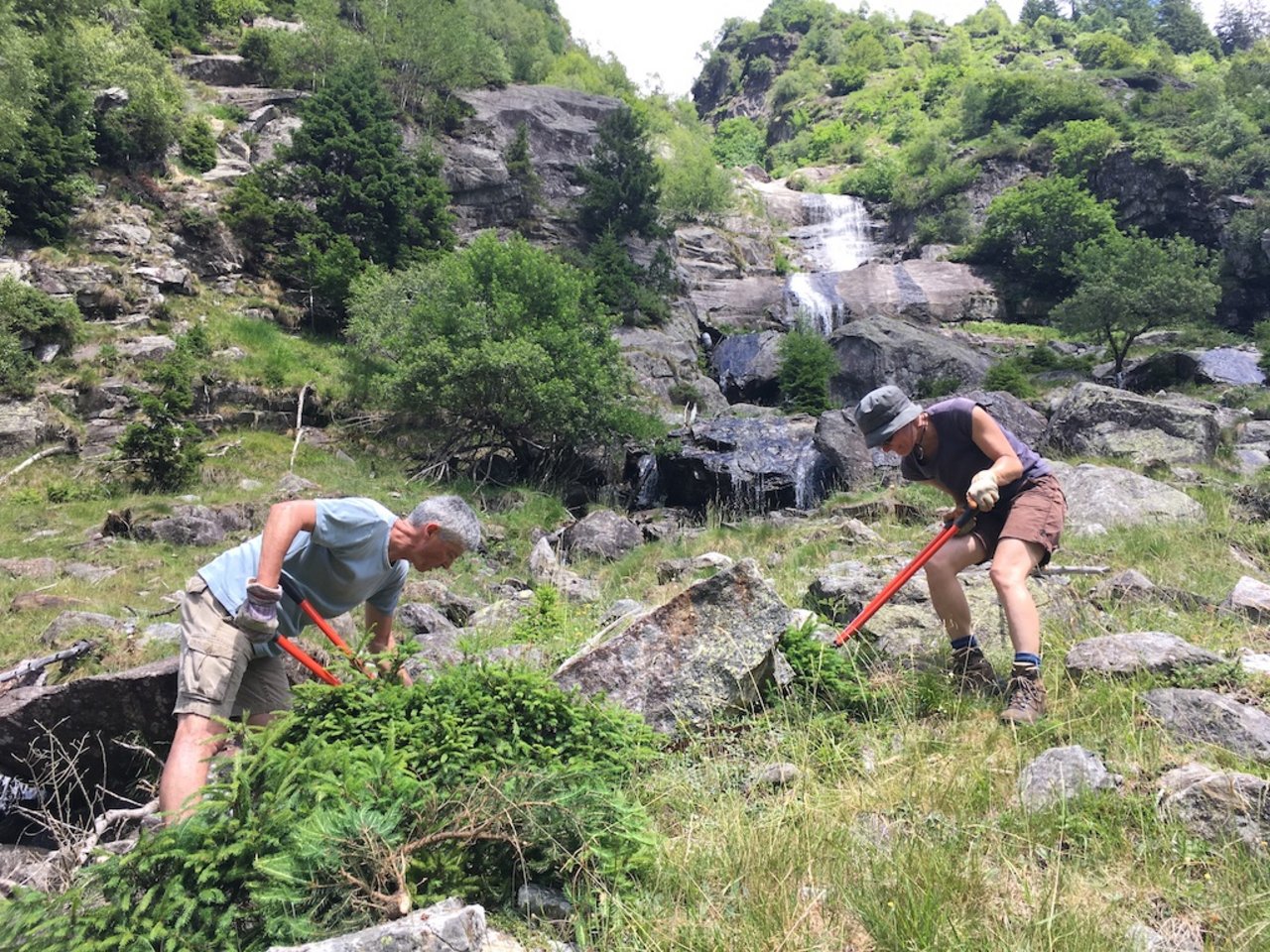 Aktivferien mit Mehrwert: Entbuschen einer halboffenen Weide in Val Cama (Kanton Graubünden). (Bild Pro Natura)