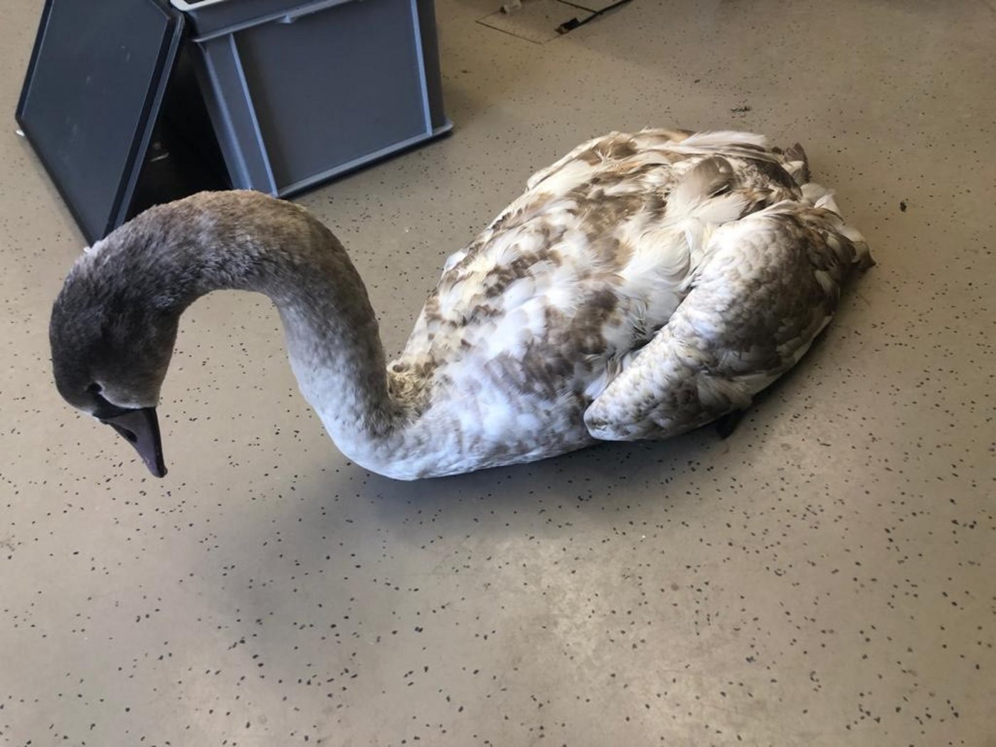 Im Walter Zoo in Gossau (St. Gallen) soll er sich von seinen Strapazen erholen. 