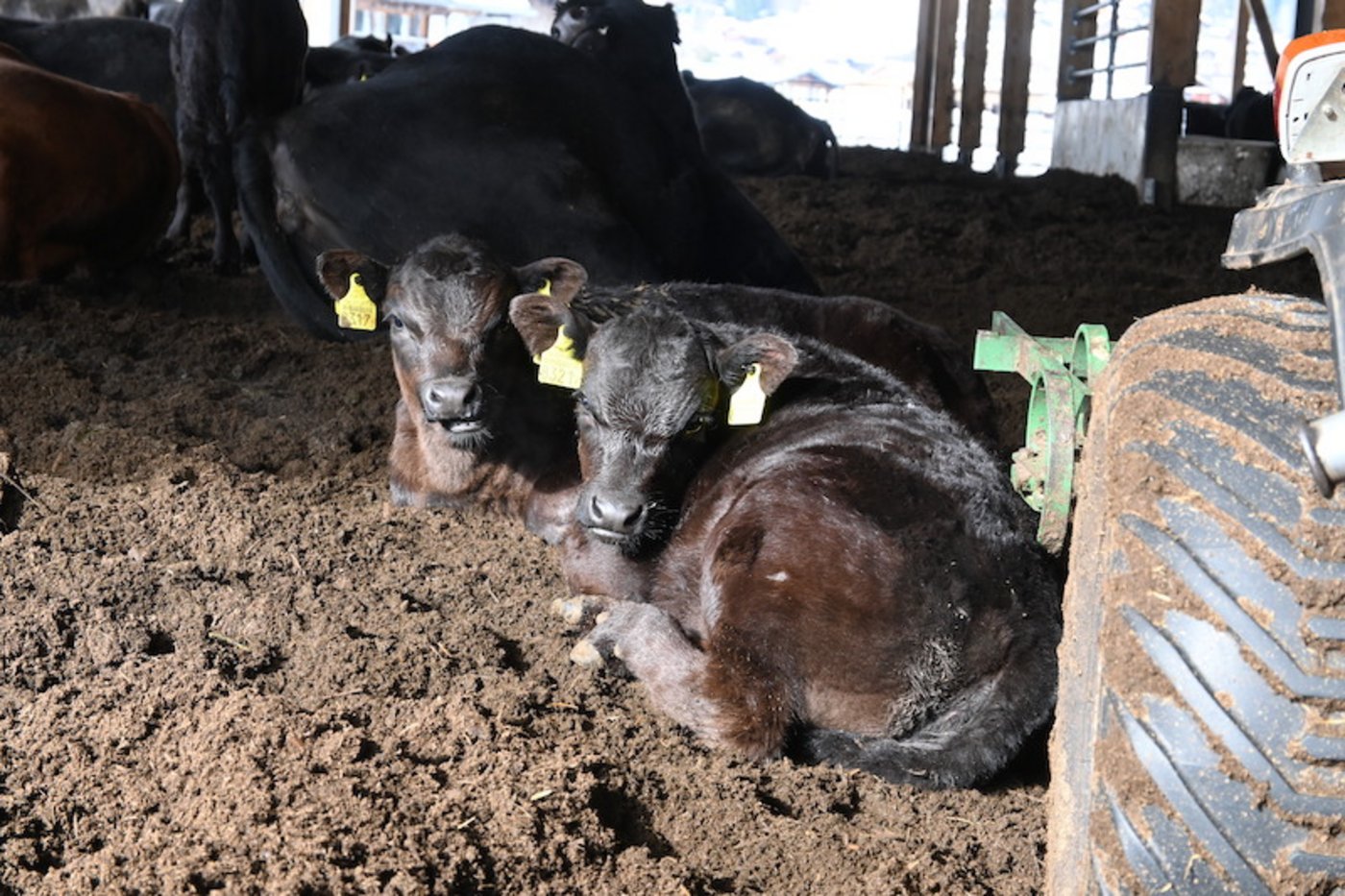 Die Kälber bleiben bei ihren Müttern und der Herde, bis sie zehn Monate alt sind.