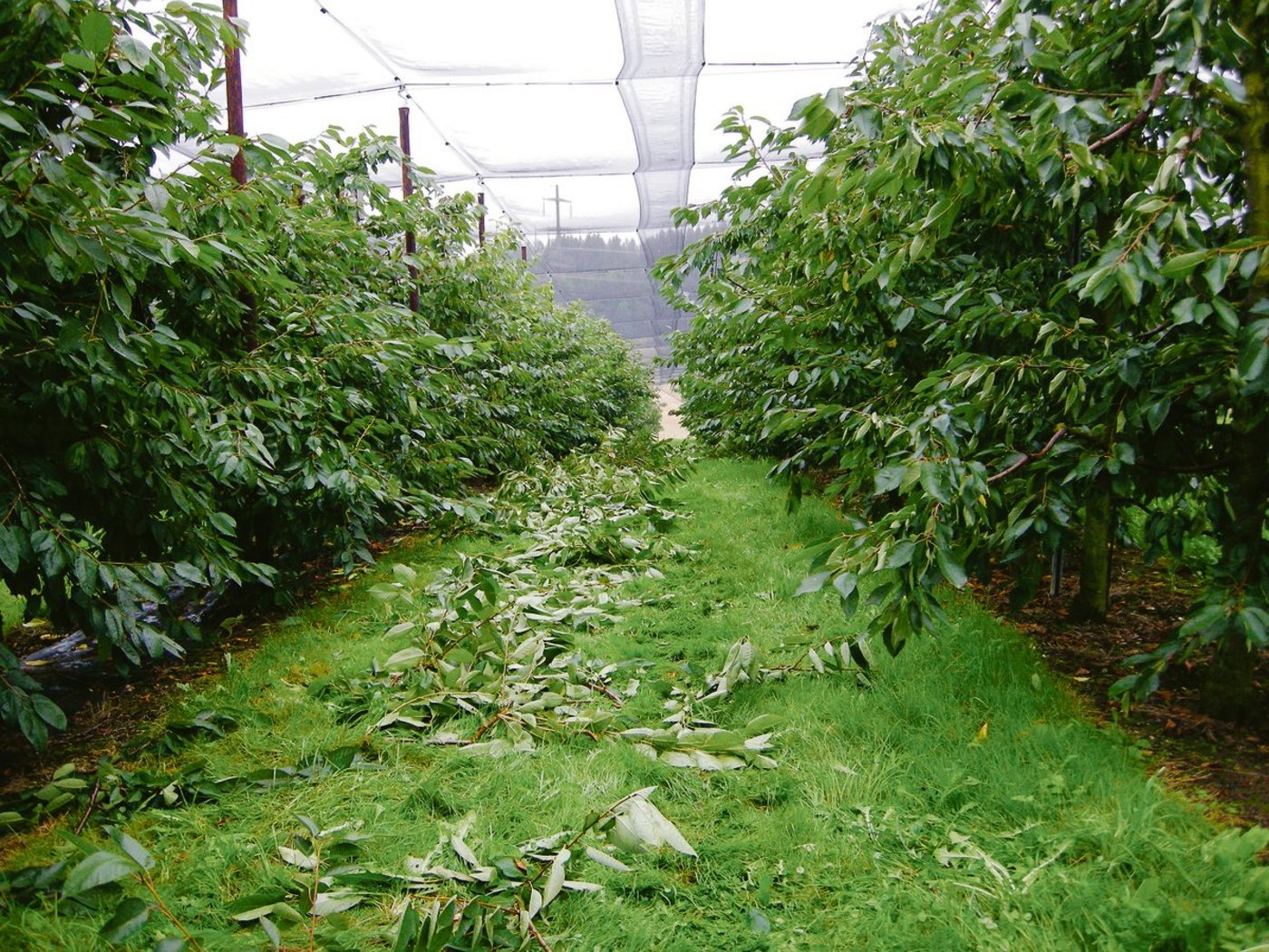 Mit einem angepassten Sommerschnitt kann der Baum gesund und das Wachstum der Krone ruhig gehalten werden.	(Bild FOB)