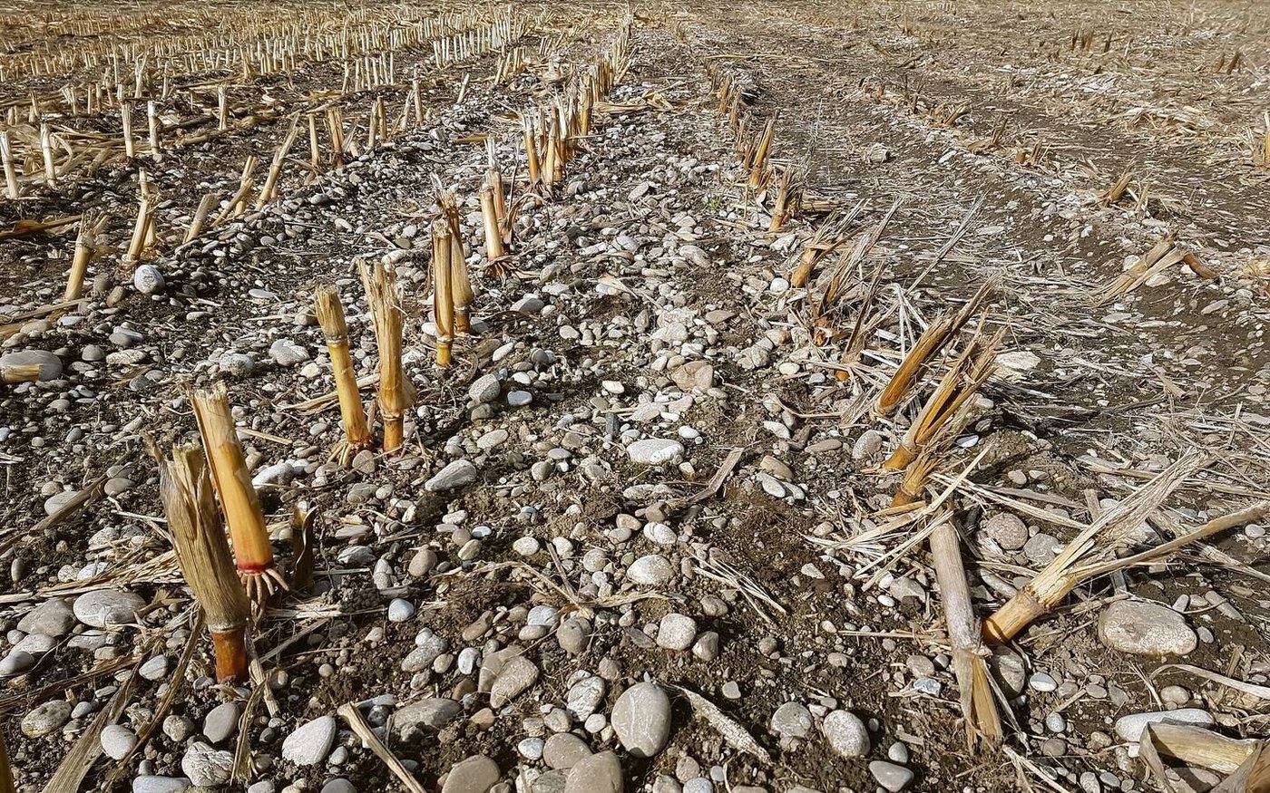 Maisstoppelfeld, links ohne und rechts mit Stalkbuster gehäckselt.