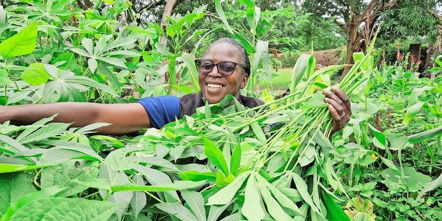 Grosszügig schneidet Belinda Zulu ganze Stängel von einem Kassava-Strauch in ihrem Garten. Die Pflanze kann über Stecklinge vermehrt werden, die Blätter  sind für den Verzehr geeignet.  