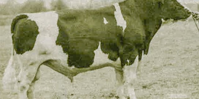 Wis Burka Ideal: Sein Blut fliesst in den Adern der berühmten Stiere wie Paclamar Astronaut oder Rora Elevation.(Bild zVg)