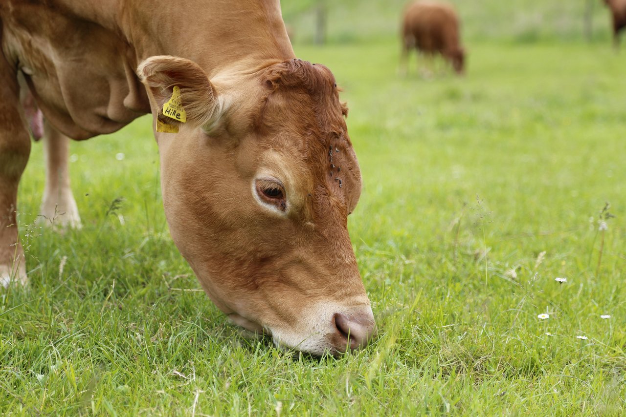 Futter Nr. 1 für Rindvieh in der Schweiz ist Raufutter wie Gras. (Bild ji)