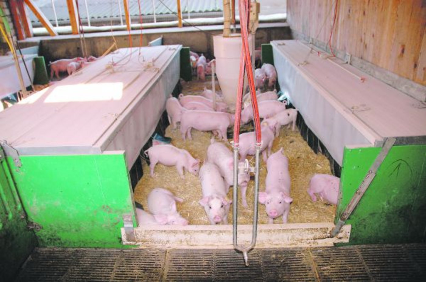 Eine energieeffiziente ATX-Jagerkiste in einem offenen Stall im Luzernbiet. (Bild Agro-Clean-Tech)