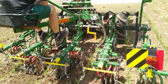 Damit der Mais dem Unkraut davon wachsen kann, sollte das Hacken ab dem 6- bis 8-Blatt-Stadium abgeschlossen sein. (Bild Markus Hofer)