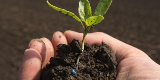 Strube liefert Saatgut in 30 Länder weltweit, unter anderem für den Anbau von Zuckerrüben. (Bild Screenshot strube.net)