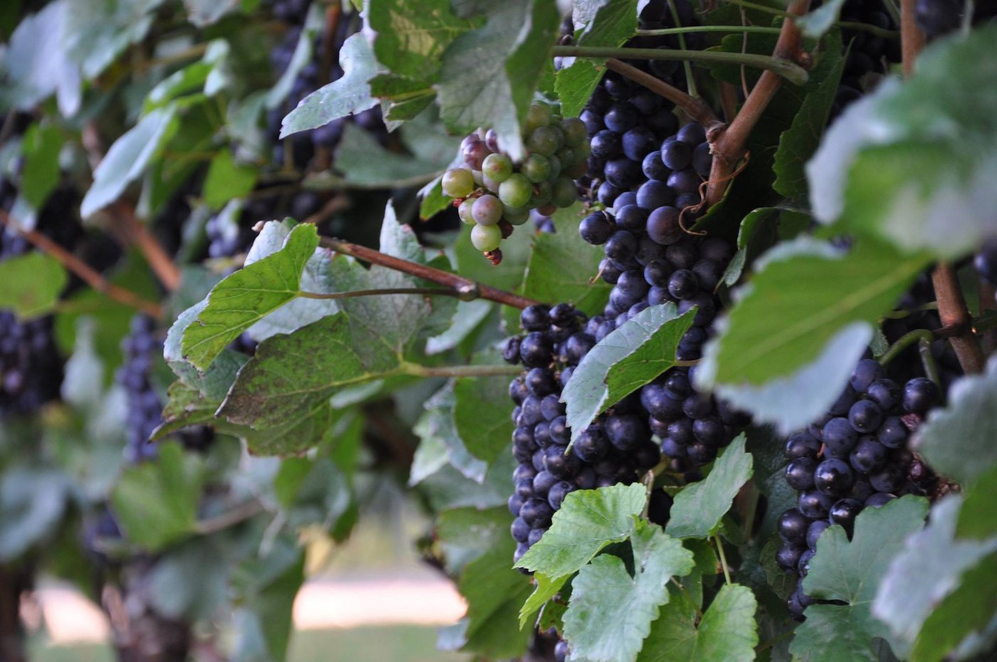 Symbolbild (Bild Tamara Wülser)