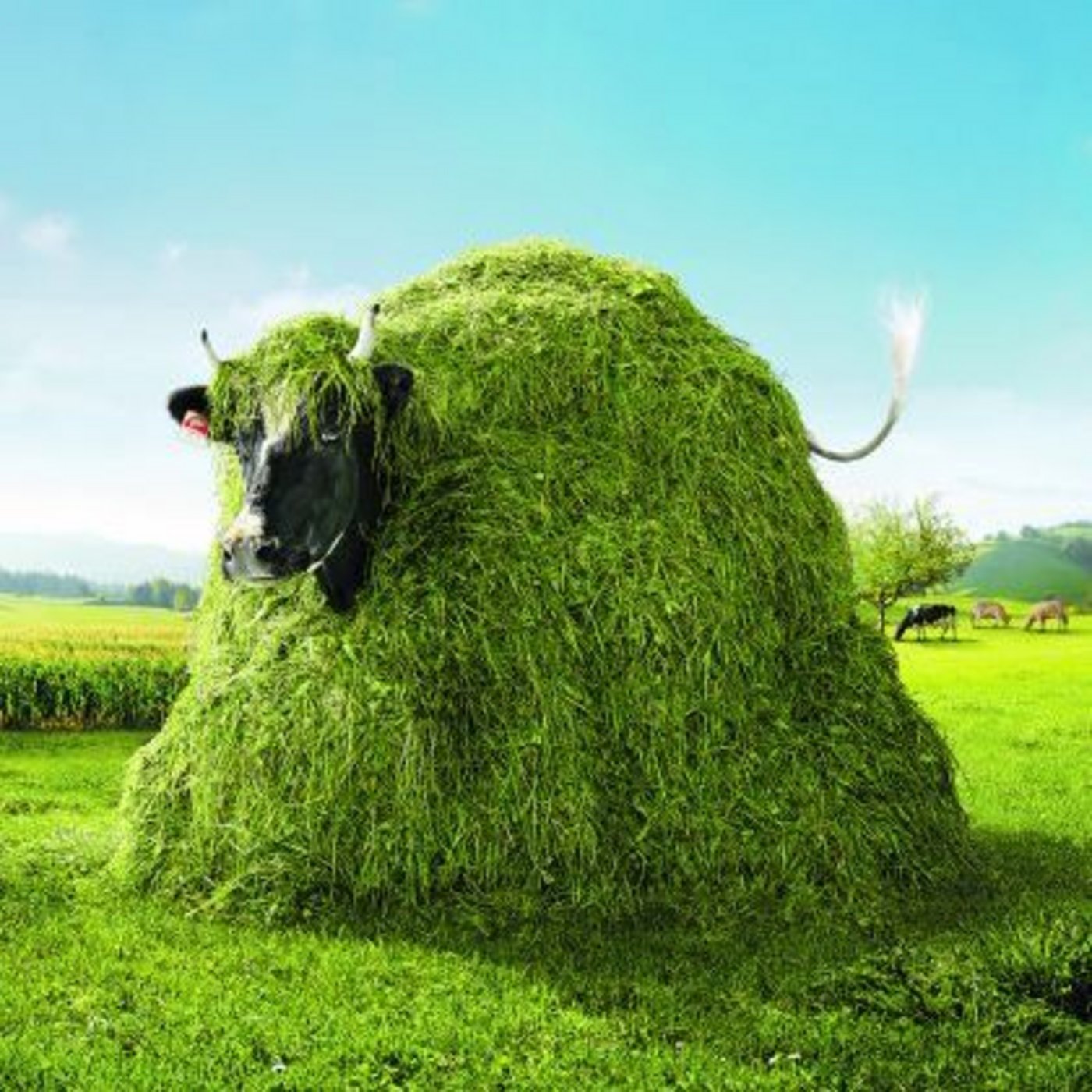 Lovely unter Beschuss: Die Bedeutung der Marketingkuh für erfolgreichen Milchabsatz ist umstritten. (Bild: zVg)