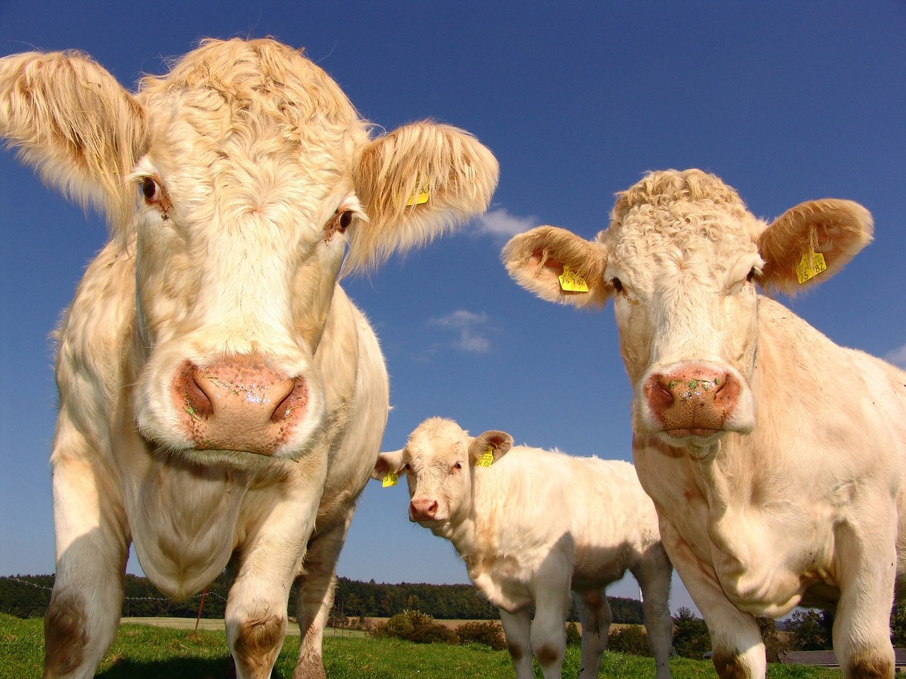 Viehhandelsgesetz ist überflüssig. (Bild pixabay)