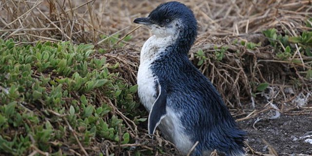 Zwergpinguine sind die kleinesten Pinguine der Welt. (Bild Magnus Kjaergaard)