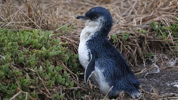 Zwergpinguine sind die kleinesten Pinguine der Welt. (Bild Magnus Kjaergaard)