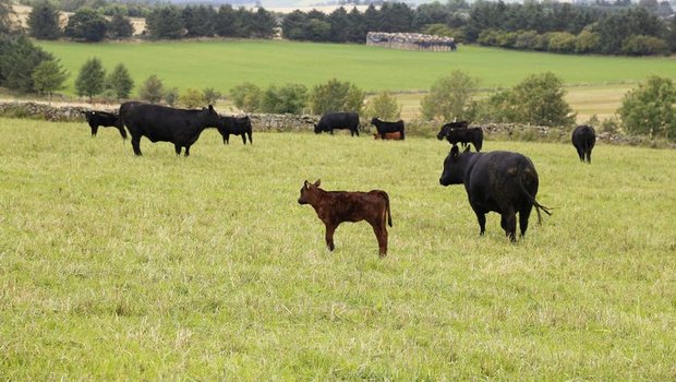 Schottland ist bekannt für seine Angus-Rinder. Ihr Fleisch darf künftig von Privatpersonen aber nicht mehr aus Schottland in die Schweiz mitgenommen werden. (Bild lid/ji)