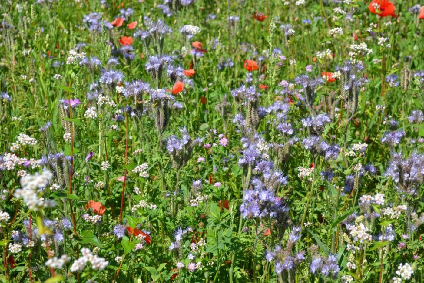 Blühstreifen für Bestäuber und andere Nützlinge: eine Bienenweide Anfang Juli in Belp.  (Bild Jasmine Baumann)