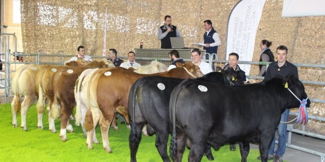 Der Stierenmarkt bietet dem Käufer eine breite Palette der Schweizer Fleischrinderzucht. (Bild Mutterkuh Schweiz)