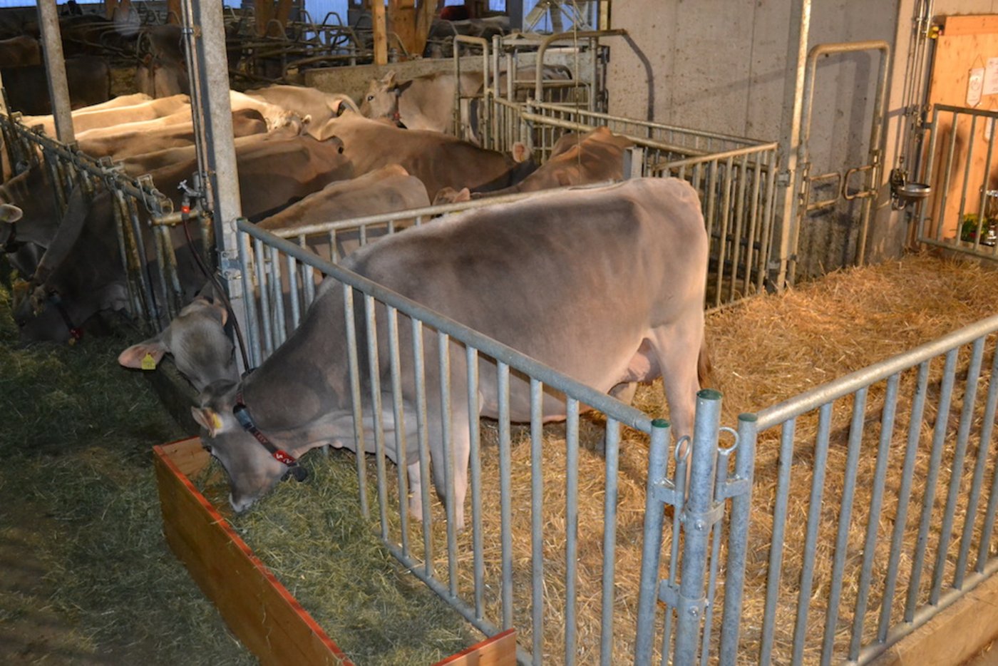 Die Europameisterin wird von ihren Stallgefährtinnen beschnuppert.