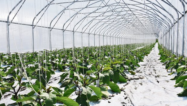 Sollen Gewächshäuser als Fruchtfolgeflächen gelten? Im revidierten Sachplan Fruchtfolgeflächen gelten Gewächshäuser als Spezialfälle – wie Golfplätze. (Bild jba)