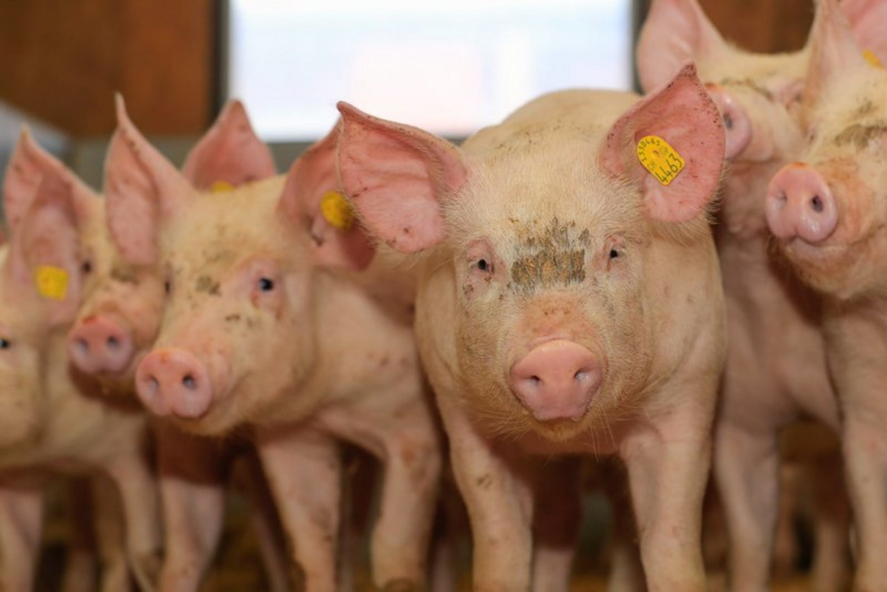 In den ersten sechs Monaten dieses Jahres wurde von der Ukraine mehr Schweinefleisch aus dem Ausland eingekauft als im Vorjahr. (Symbolbild Peter Röthlisberger)