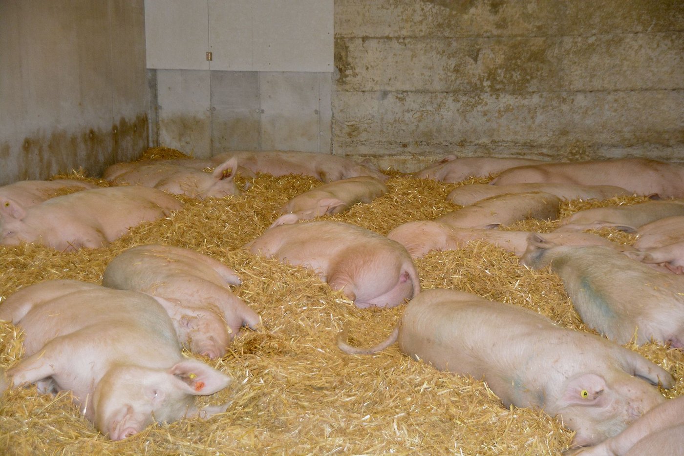 Diesen Galtsauen scheint es wohl zu sein. Auch bei längst tragenden Sauen haben Hitze und Sonne negative Auswirkungen.  (Bild aem)