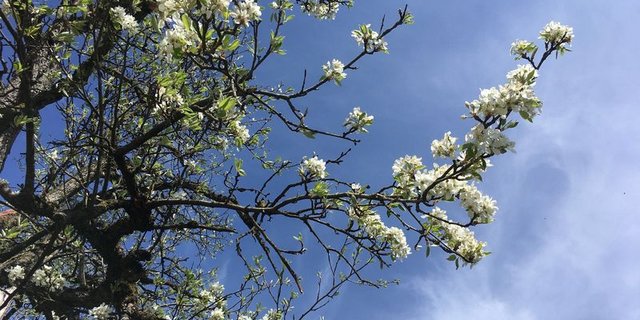 Die Obstbäume standen in diesem Jahr fast zwei Wochen früher in der Blüte als in anderen Jahren. (Bild lid/as)