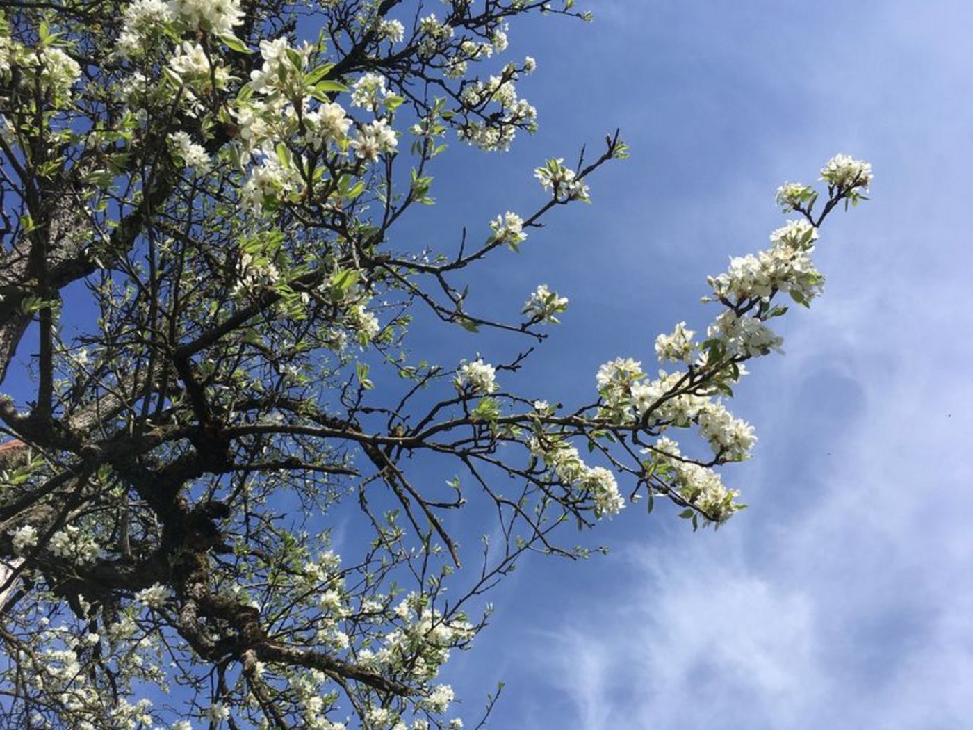 Die Obstbäume standen in diesem Jahr fast zwei Wochen früher in der Blüte als in anderen Jahren. (Bild lid/as)