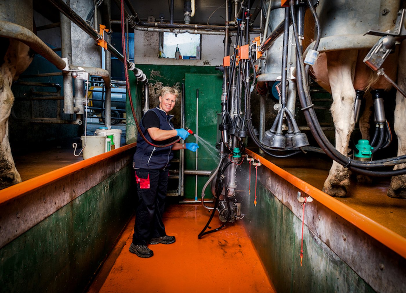 Die Bäuerin trifft man auch im Melkstand an.