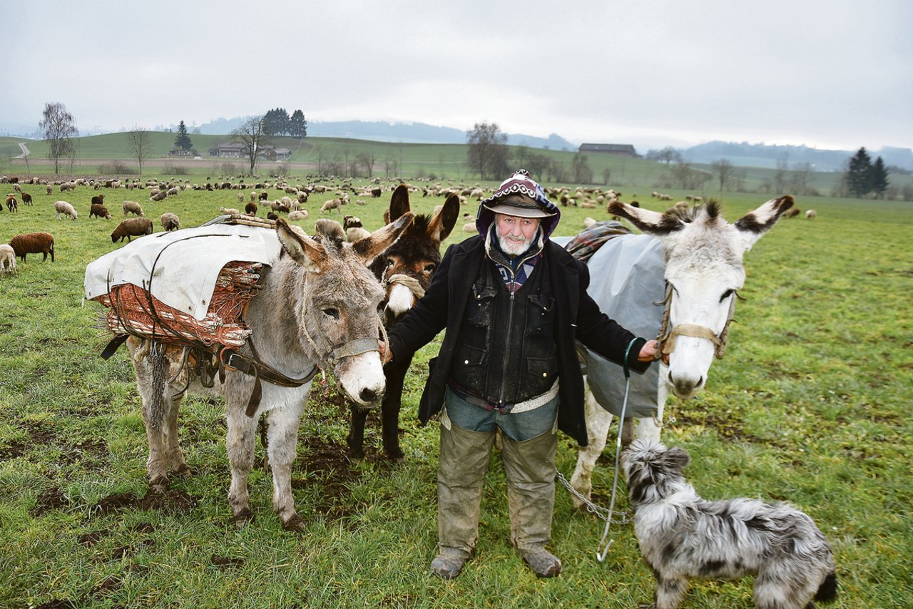Der 63-jährige Franco Vitali aus dem bündnerischen Südtal Poschiavo ist seit vielen Jahren Wanderhirte. Derzeit durchquert er mit 700 Schafen, seinen Eseln und seinen Hunden die Ostschweiz. (Bilder Urs Oskar Keller)