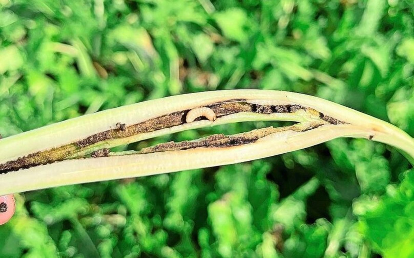 Da keine zugelassenen Bekämpfungsmassnahmen bestehen, appelliert der SFZ an die Produzenten, aktuell keine Eingriffe vorzunehmen.