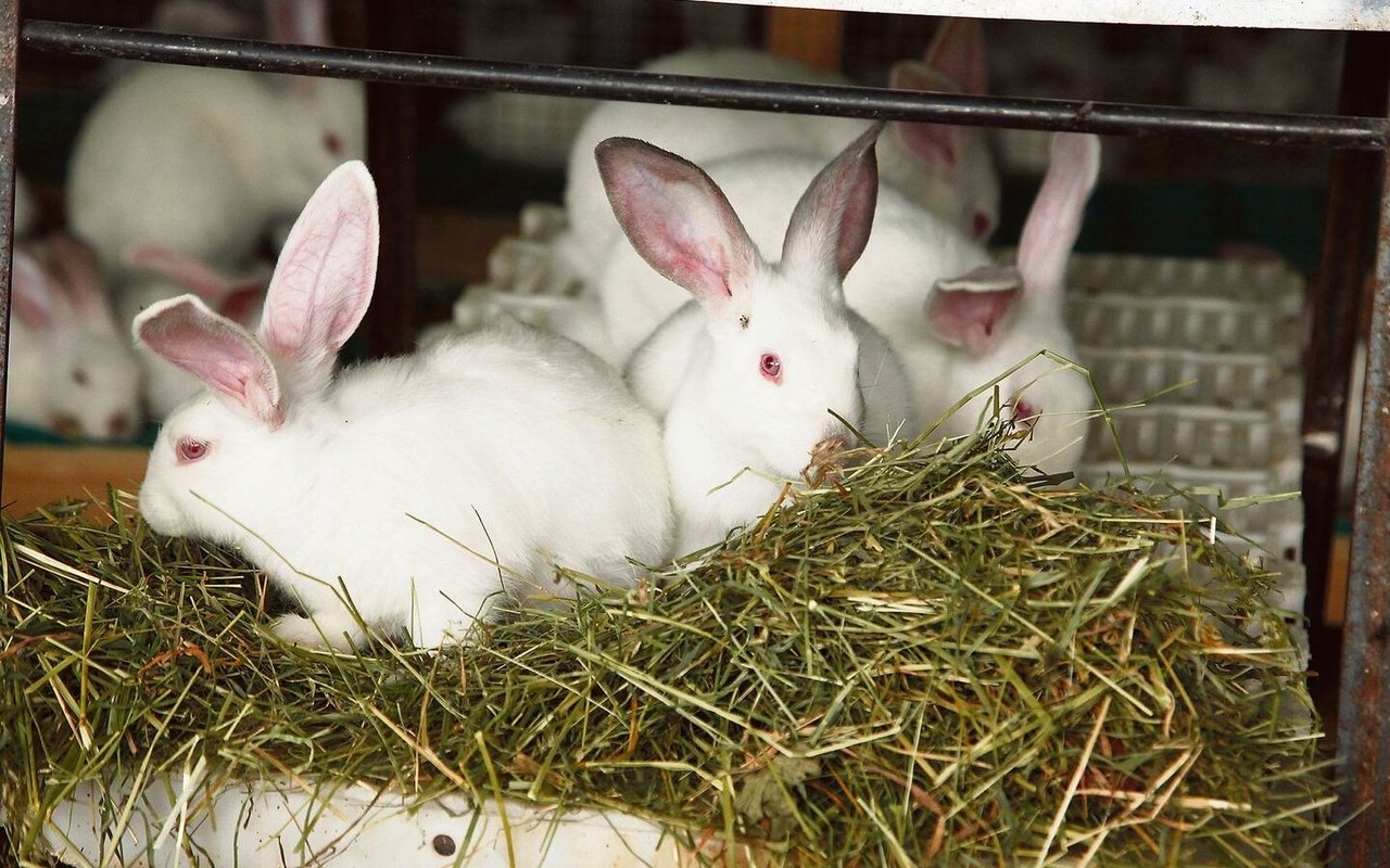 Im Stall der Kani-Suisse GmbH hat es mehrere Tausend Kaninchenmastplätze. 
