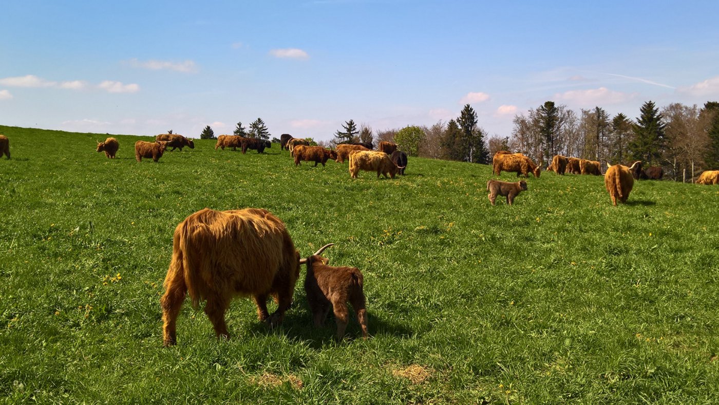 Pflegeleicht und genügsam: Rund 100 Hochland-Rinder leben auf dem Betrieb von Susanne und Ruedi Balsiger. (zvg)