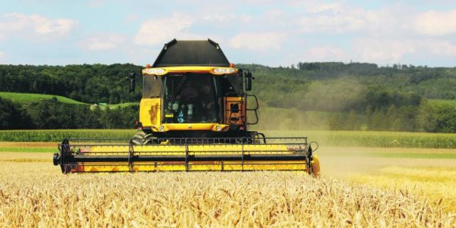 Die Ernte war gut, die Lager sind voll. Deshalb fordert IP-Suisse von den Bauern, im Herbst weniger Brotweizen zu säen. (Bild Hans Rüssli)