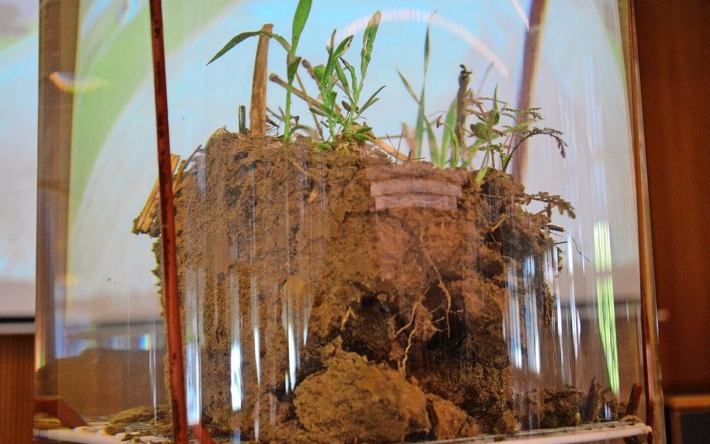 Klares Wasser, stabile Krümel: Ein langjähriger Direktsaat-Boden.