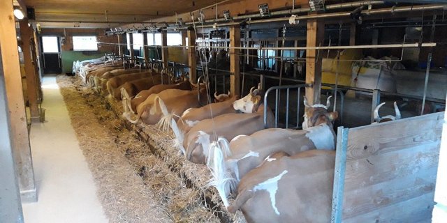 Kuhtrainer in Anbindeställen sind immer wieder ein Thema. (Bild Konrad Klötzli)