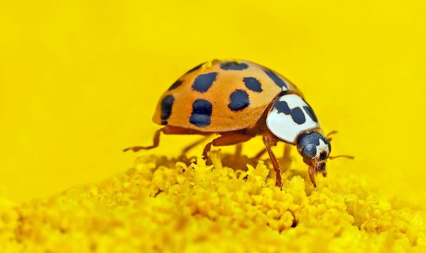 Am häufigsten sind asiatische Marienkäfer in hellem Orange. Es gibt aber auch schwarze Käfer mit roten Punkten. (Bild Pixabay)