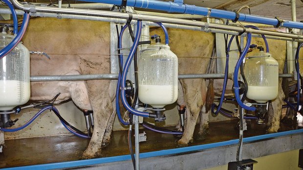 Knappe Biomilch auch in der Zentralschweiz: Wer jetzt umstellt, wird problemlos in den Biomilchkanal liefern können.