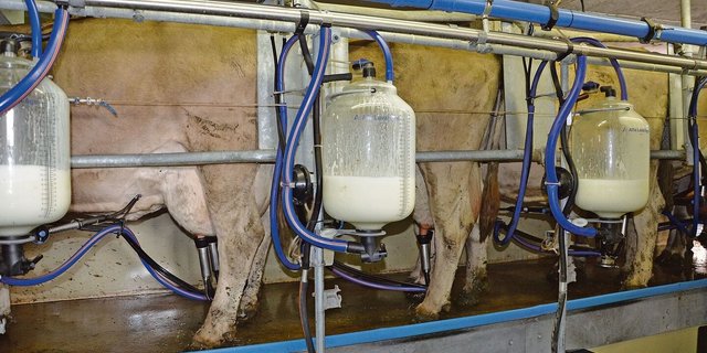 Knappe Biomilch auch in der Zentralschweiz: Wer jetzt umstellt, wird problemlos in den Biomilchkanal liefern können.