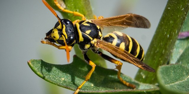 Dieses Jahr wurden fast sechs Mal weniger Personen von Wespen gestochen. (Bild Pixabay)