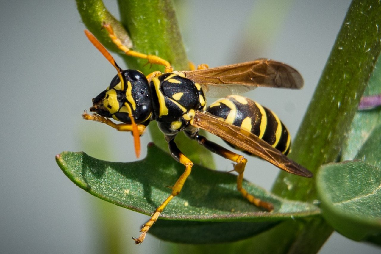Dieses Jahr wurden fast sechs Mal weniger Personen von Wespen gestochen. (Bild Pixabay)