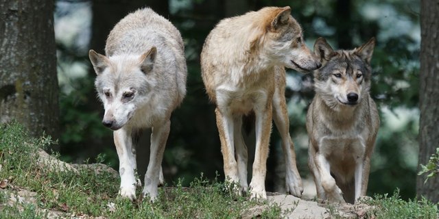 Auf einer Alp in St. Gallen wurden 19 weitere Schafe gerissen. (Bild Marcel Langthim/pixabay)