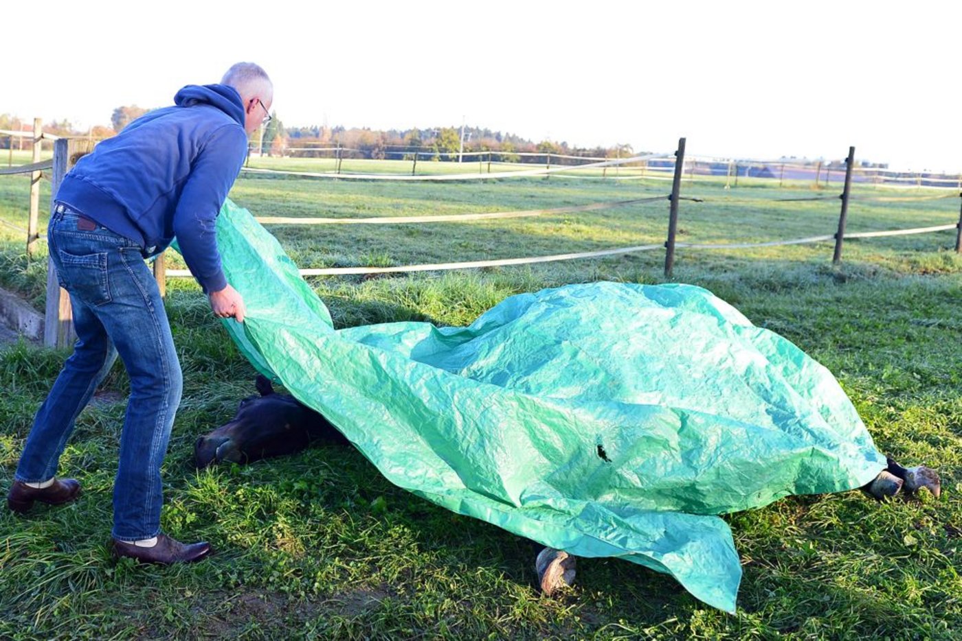 Tierarzt Christian Haas deckt bis zum Abtransport das tote Tier mit einer Blache zu. Der ganze Vorgang kostet den Pferdebesitzer, mit der Euthanasie bis zum Abtransport, rund 500 Franken.
