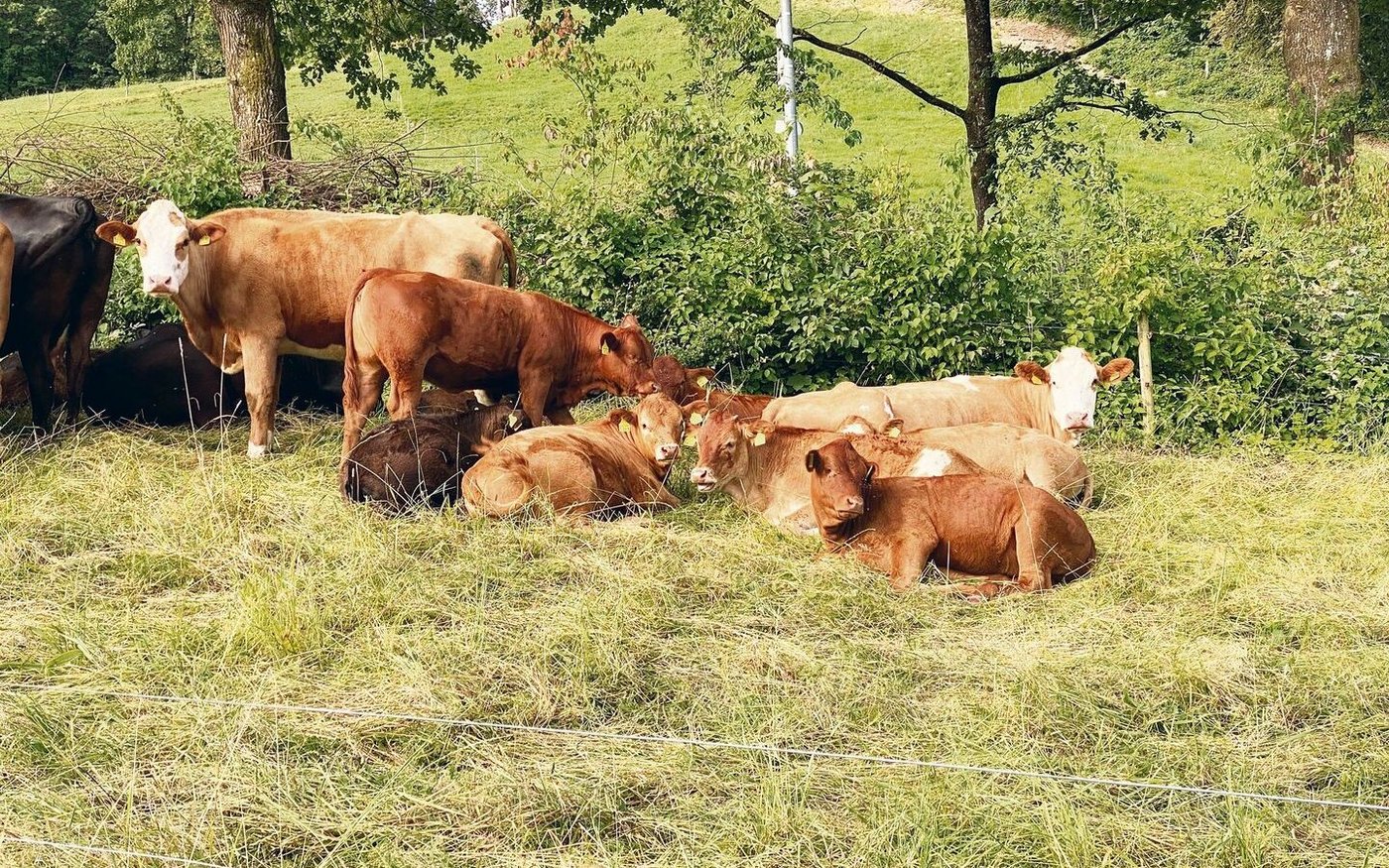 Weide-RAUS in Kombination mit Sommertrockenheit und Hitze gestaltet sich schwierig.