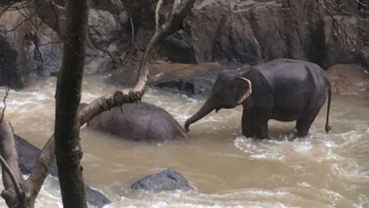 Sechs Elefanten starben beim Rettungsversuch, zwei konnten gerettet werden. (Bild Khao Yai Nationalpark via BBC)