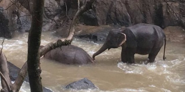 Sechs Elefanten starben beim Rettungsversuch, zwei konnten gerettet werden. (Bild Khao Yai Nationalpark via BBC)