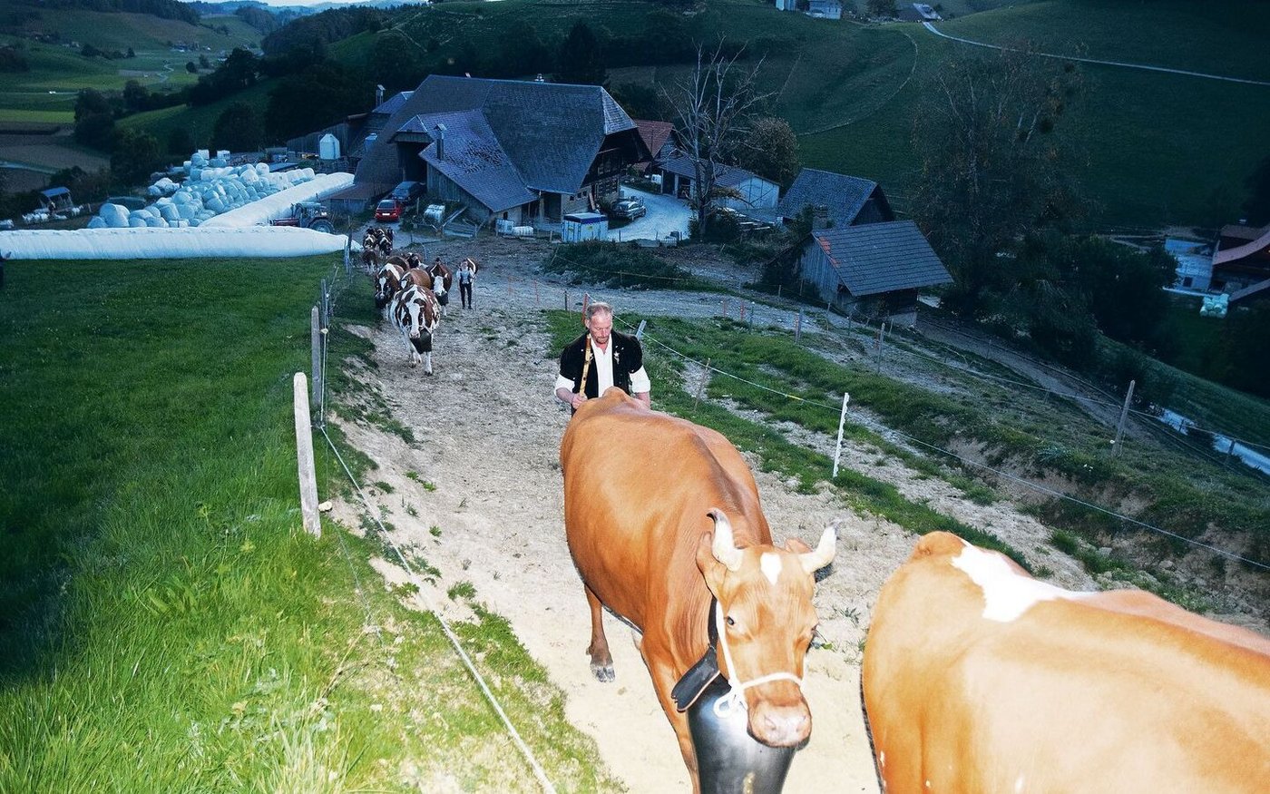 Am Morgen um 7.30 Uhr geht es los. Noch in der Morgendämmerung machen sich die 41 Kühe auf den Weg nach Riffenmatt.