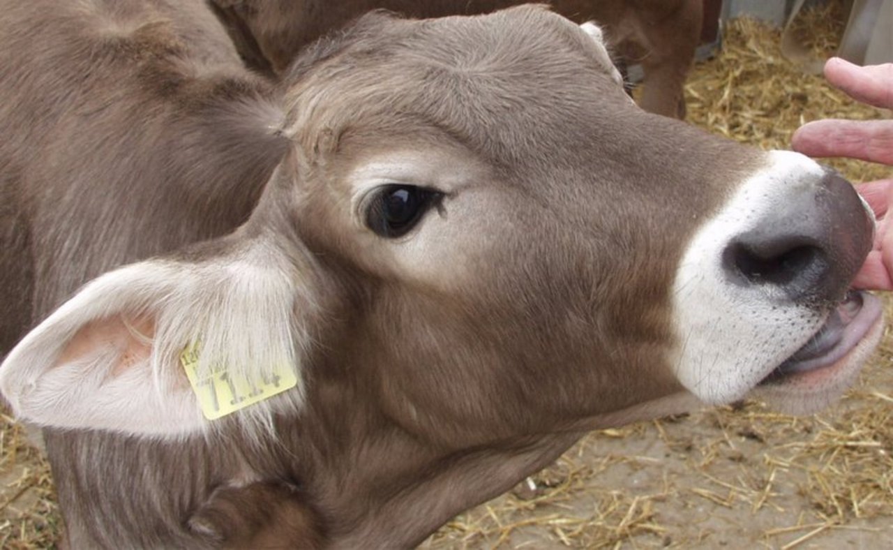 Oft wird zu dieser Jahreszeit weniger geschlachtet und die Verarbeiter warten bis der Preis noch weiter sinkt, um Kalbfleisch einlagern zu können. (Bild BauZ)